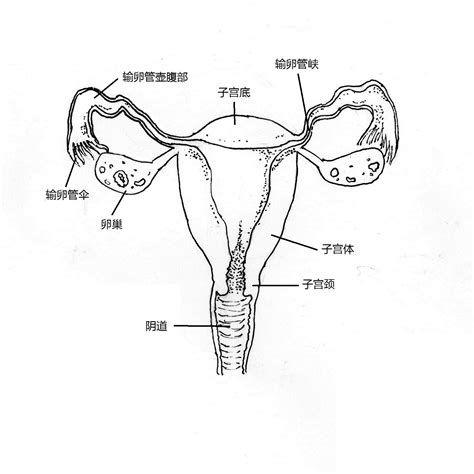 女性生殖器|女性生殖系統